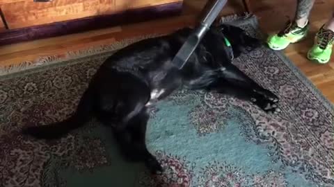 Labrador gets relaxing shop vac massage