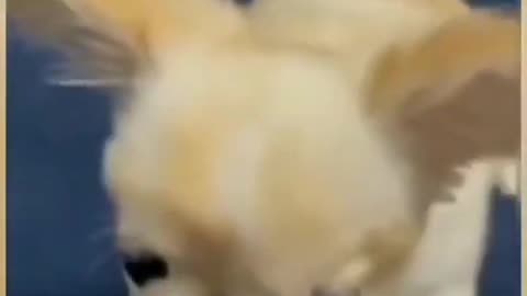 Funny cute puppy videos