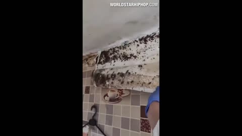 This House Has A Crazy Roach Infestation!