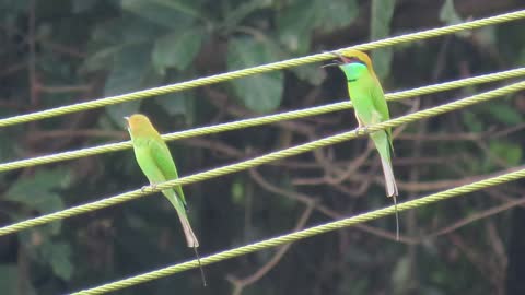 Green Bee- eater bird