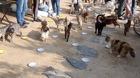 Cat heaven. Hundreds of cats' meals. TWO TWO
