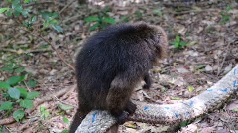 Monkey With Snake in Jungle