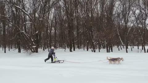 Husky dog sled teams racing drone footage