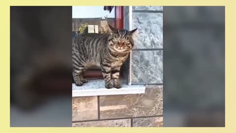 Gatos falando !! esses gatos podem falar inglês melhor do que hooman21