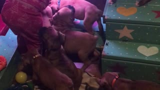 Phoenix Ridge Boxers, 2 Year Old Harper playing with pups!