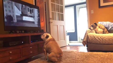 Bulldog Gets a Big Scare During Horror Scenes| Funny Video