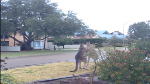 Kangaroos Get Some Morning Exercise