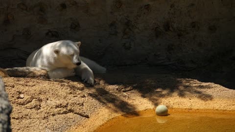 Beautiful Large White Polar Bear Sleeping At A Zoo