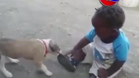 A dog playing with a child and a child preaching to the dog