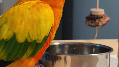 Parrot dances angrily in response to his new diet