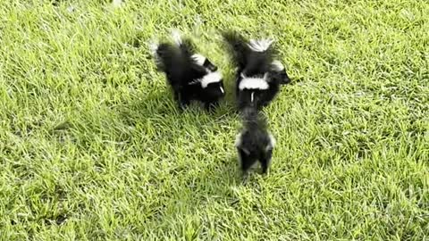 Baby Skunks Team up to Scare Snake Away