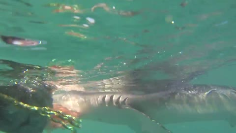 Close call for camera man near shark attack