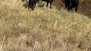 Heifers calves