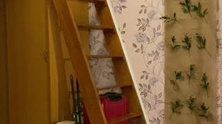 Cat Not-So-Gracefully Descends Stairs