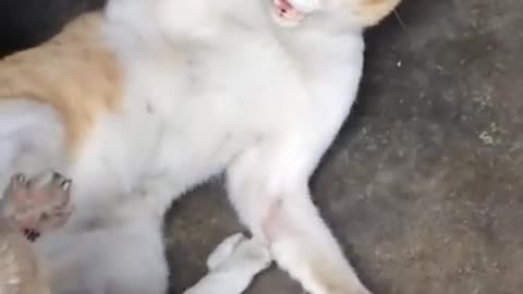 Cat Fighting Video