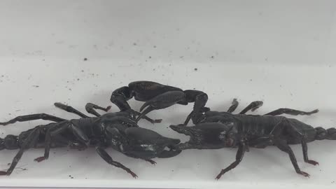 Scorpions fighting