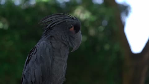 Parrot and Sing a Song