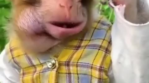 Best Funny Animal Videos of the year 2023, funniest animals ever relax with cute animals video