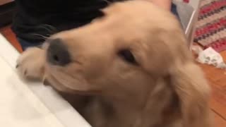 Golden retriever brown puppy dog reaching for something on top of white table