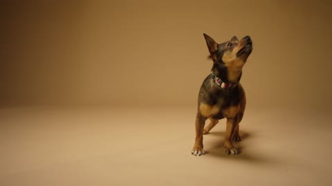 A black and tan cute dog