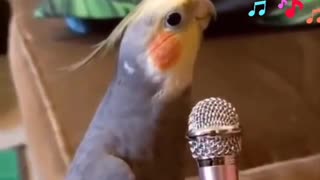 Bird singing like a chill