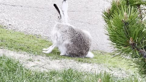 Bunny on grass