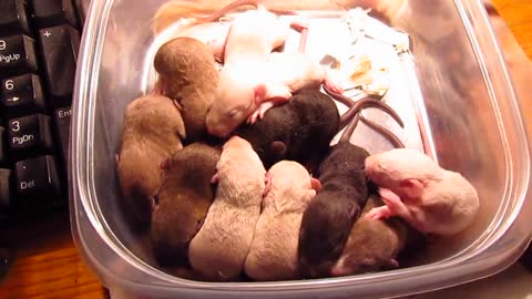 Burmese Manx Rat litter 11.22.2012