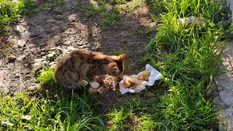 Cute kitten eats food. This kitten is so cute