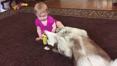 Beba y husky comparten preciado momento de juego