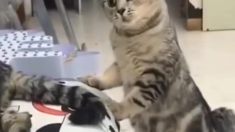 Funny cat