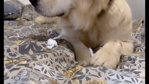 this filter fits perfectly on pet dog..looks very cute (funny pets video clips)