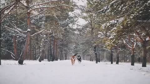 Happy dog