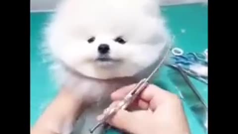 Cute cat haircutting style