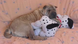 Shar Pei duerme tiernamente con un cachorro de juguete