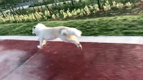 Dog Steals Owner's Watering Can, Refuses To Give It Back