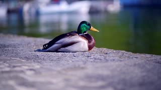 Beautiful Duck on river bank completely mesmerizes us