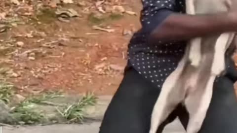 Man saves dog 🐕