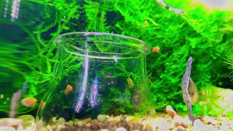 Beautiful Guppy Fish Giving Birth