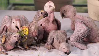 Adorable Baby Birds Waiting Mom For Food