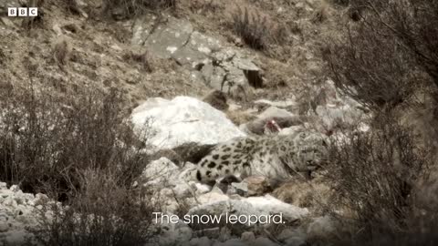 Chasing the Rare Snow Leopard I Behind the Scenes of Frozen Planet II