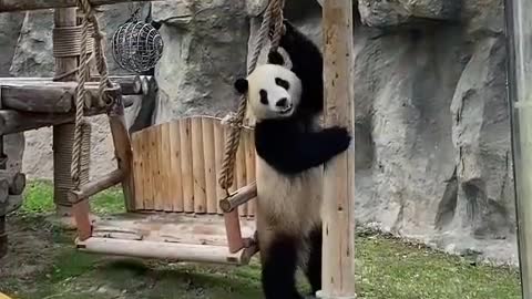 Panda loves to play