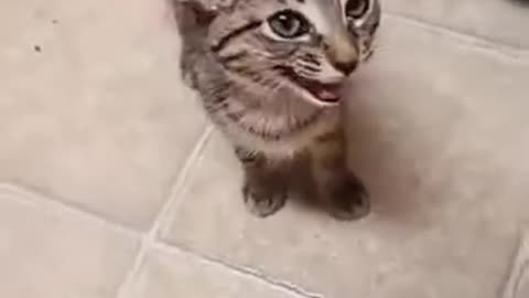 A cat responds to his mistress, it's so cute !