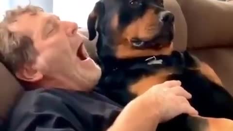 Rottweiler Funny Dog Videos