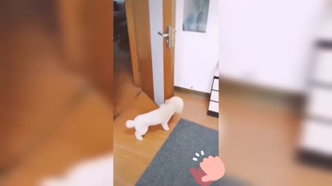 Puppy Opens and Closes Door