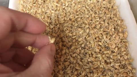 Malting grain