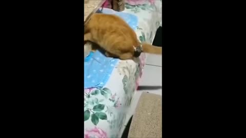 Funniest Animals 2024 😂 - Funniest Cats and Dogs 😺🐶