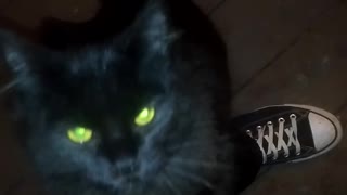 Just another cat video for you to watch.