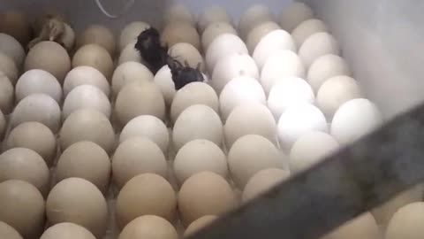Local chicken hatching