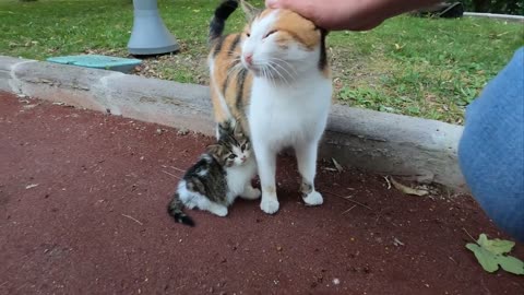 Kitten asking milk from her mommy