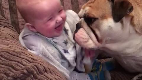 Gentle Bulldog Makes Baby Boy Laugh